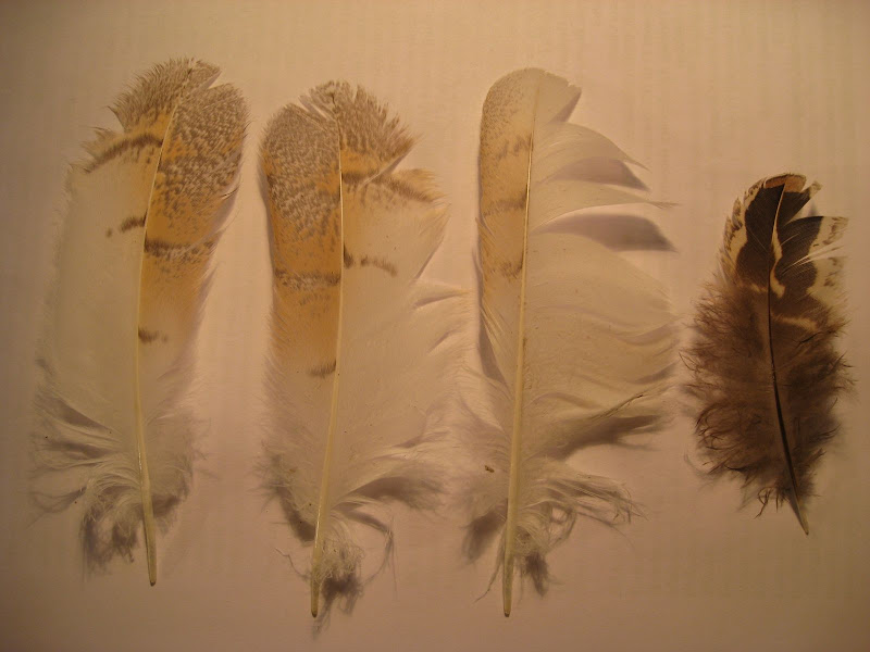 Restoring Traditional Orchards In Gloucestershire Owl Feathers